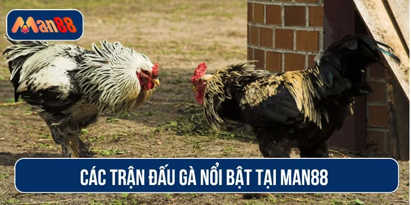 Đá gà MAN88 cung cấp nhiều trận đấu hấp dẫn